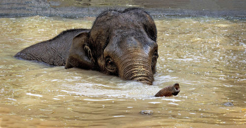 Elephant drinking water