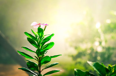 Close-up of flowering plant growing outdoors