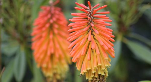 Close-up of red flowering plant