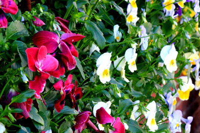 Close-up of pink flowers blooming outdoors