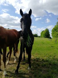 Horse standing on field against sky