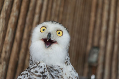 Close-up portrait of owl