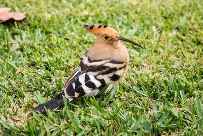 Close-up of bird on grass