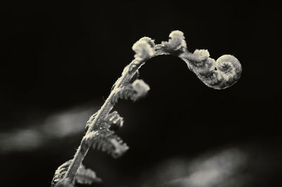 Close-up of leaf against black background