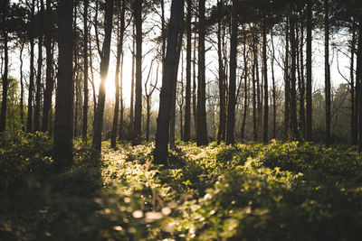 Sun shining through trees in forest