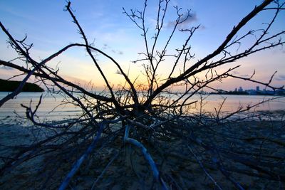 Close-up of bare tree against sea at sunset