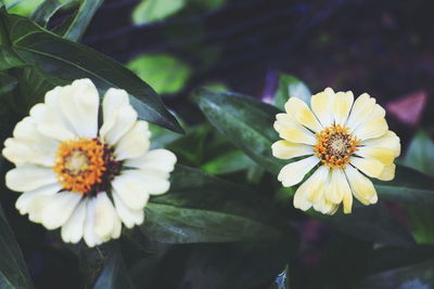 Close-up of white flowering plant