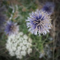 Close-up of dandelion