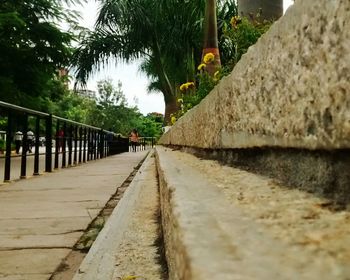 Narrow pathway along trees