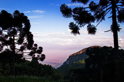 Silhouette trees on landscape against sky during sunset