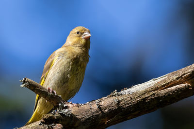 Close-up of greenfinch perching on tree