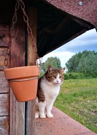 Portrait of cat sitting outdoors