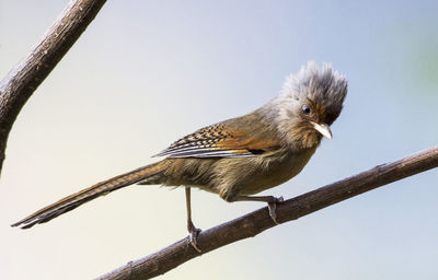 Low angle view of bird perching on branch against sky