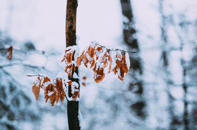 Close-up of dry leaves on frozen tree during winter