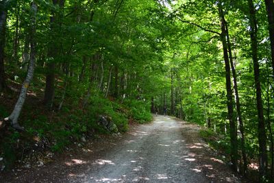 Road amidst trees