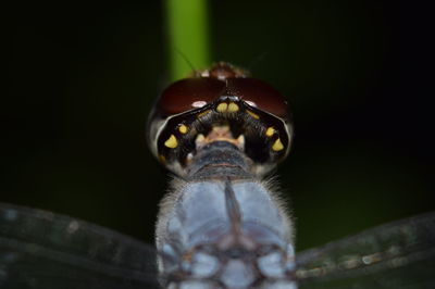 Close-up of bee