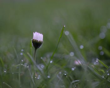 Close-up of wet purple flower on field