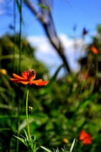 Close-up of insect on red flowering plant