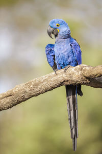 Close-up of bird perching on branch