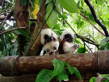 Monkey on tree branch