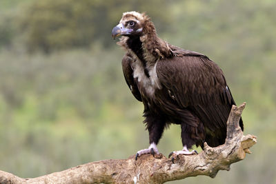 Close-up of a bird