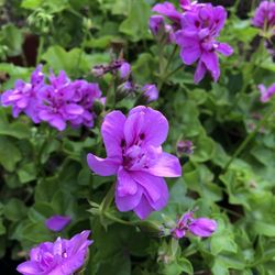 Close-up of purple flowering plants