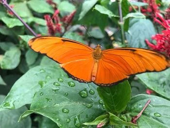 Close-up of orange butterfly on leaves