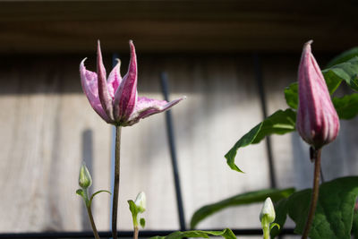 Close-up of pink flowering plant