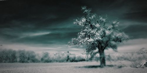 Trees on snow covered field against sky