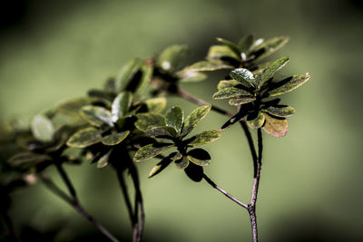 Close-up of plant