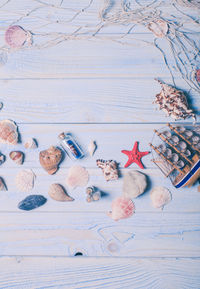 High angle view of shells on table