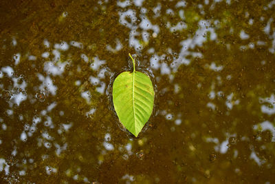 Close-up of green leaf on tree