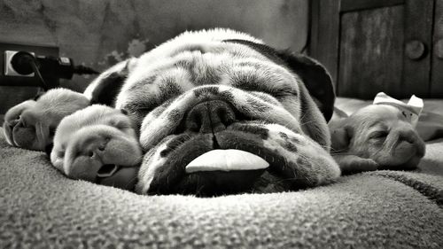 Close-up of dog lying with puppies on bed at home