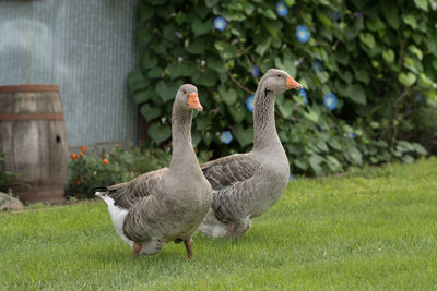 Ducks on a field