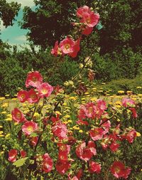 Close-up of pink rose flowers on land