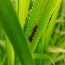 Close-up of insect on leaf