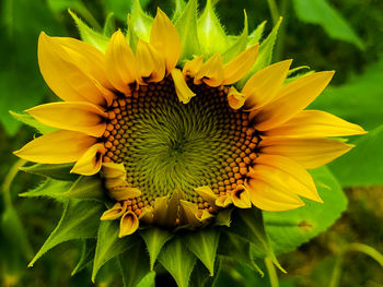 Close-up of yellow sunflower