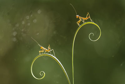 Close-up of insect on leaf