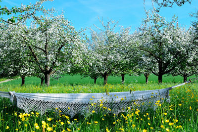 Scenic view of flowering plants on field against sky