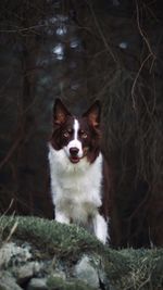 Portrait of dog sitting on field