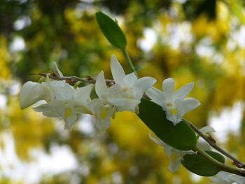 Close-up of white flowering plant