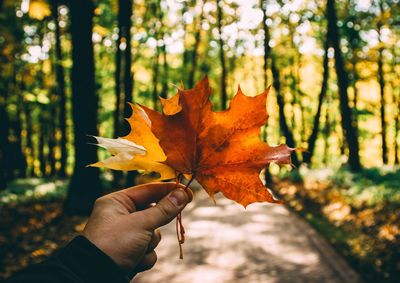 Close-up of hand holding maple leaf during autumn