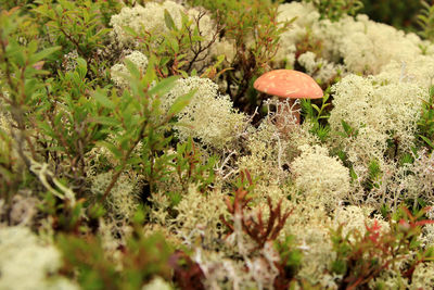 Close-up of plants growing on field