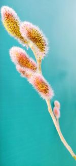 Close-up of blue flower