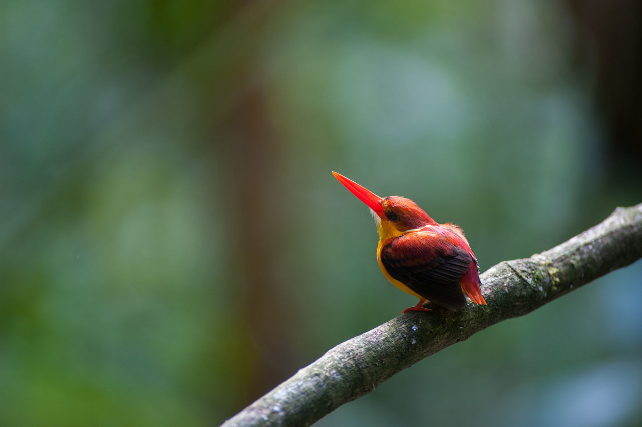 CLOSE-UP OF BIRD PERCHING ON TREE