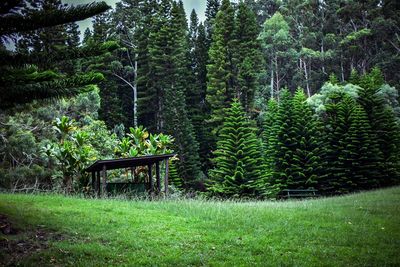 View of pine trees in forest