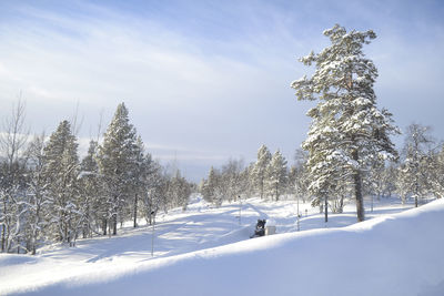 Trees on snow covered landscape against sky