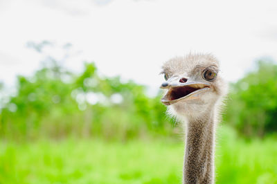 Close-up of a bird against blurred background