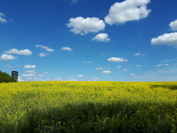 Scenic view of oilseed rape field against sky