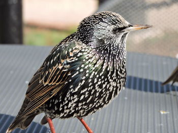 Close-up of bird perching outdoors